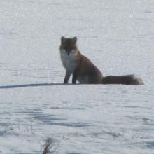 renard.jpg
